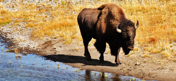 Bison